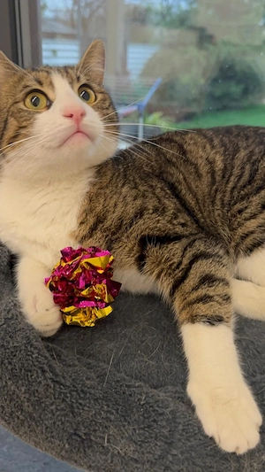 Maiko sucht ihr Wohlfühlzuhause Bild 6