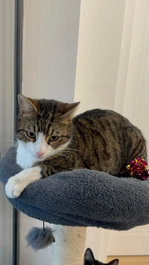 Maiko sucht ihr Wohlfühlzuhause Bild 3