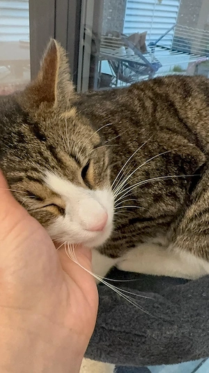 Maiko sucht ihr Wohlfühlzuhause Bild 4