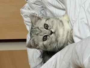 BKH Katze geboren am 04.01.2026