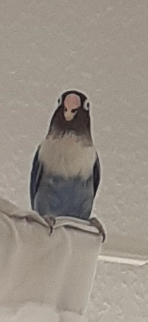 Agaponide Pärchen  Bild 2