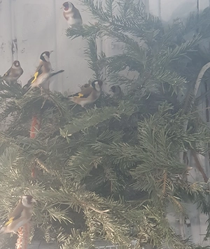 Europäische Stieglitz 