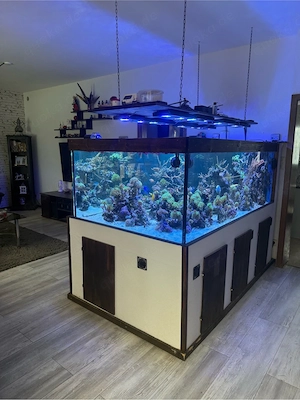 Meerwasser Aquarium 