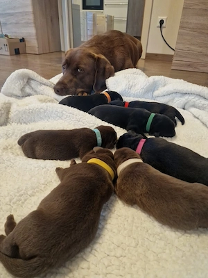 Wunderschöne Labradorwelpen suchen ein Zuhause 