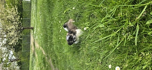 Wunderschöne Malteser-Shih-Tzu Welpen (Malshi