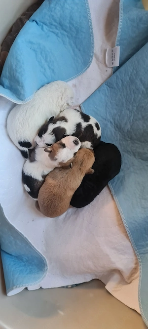 Hunde Welpen abzugeben 