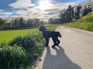 Pudel Königspudel Großpudel Rüde