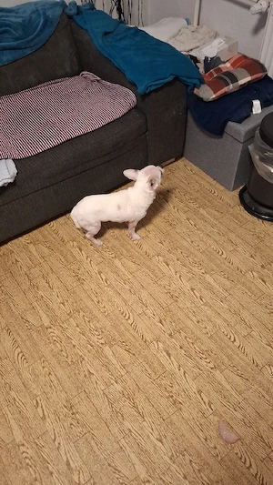 Mischling sucht neues Heim