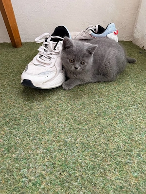  Wunderschöne Kätzchen 