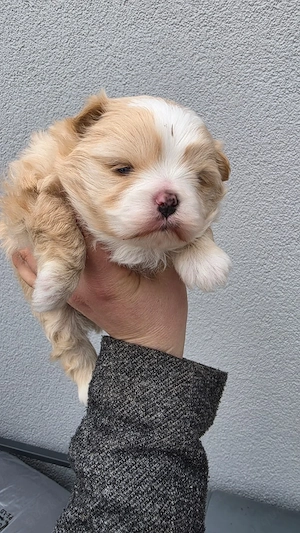 kavalier king   Bolonka zwetna welpen