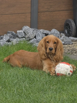 Englisch Cocker Spaniel 