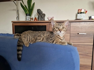 Bengal Mix Kitten Mädchen 