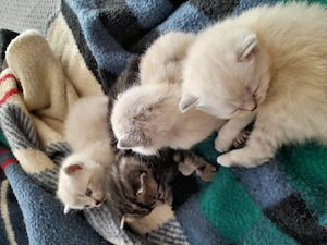 Liebe Britisch Kurzhaar Babys in bluepoint