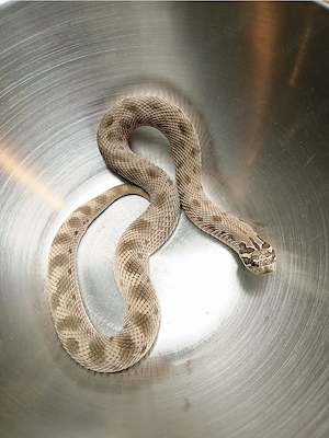 0.1 Conda het Lavender het Axanthic 24 Hakennasennatter Heterodon Nasicus 