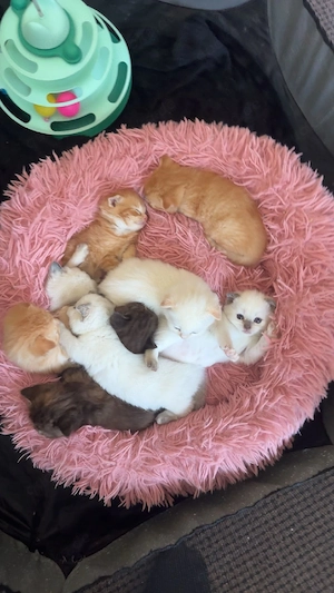 BKH max Ragdoll Kitten suchen liebevolles Zuhause