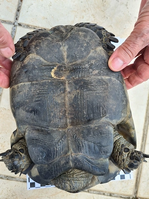 Eurasische Landschildkröte männlich 