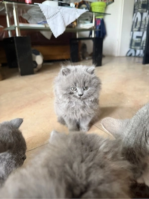 2 Bkh zu verkaufen Bild 2