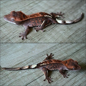 Poss. 0.1 Cappuccino 