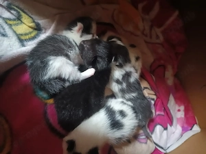 Kittenbabys 