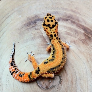 0.1 Tangerine Boldstripe Leopardgecko Eublepharis Macularius NZ 25