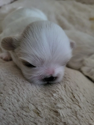 Reinrassige Mini Pekinesewelpen!!!