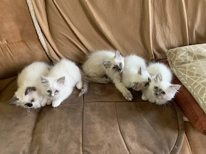 Heilige Birma Kitten 