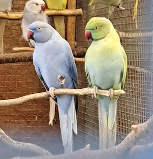 Halsbandsittiche Paar