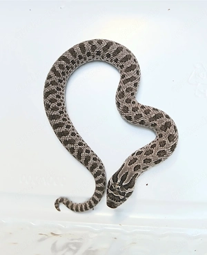 1.0 Arctic het Sable Toffee Maitai Heterodon Nasicus Hakennasennatter NZ 25