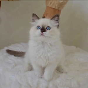 Ragdoll Katzen 