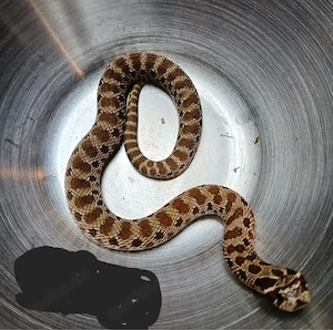 1.0 Purple Line Extreme Red Heterodon Nasicus Hakennasennatter 24