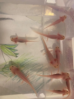 Axolotl Jungtiere abzugeben
