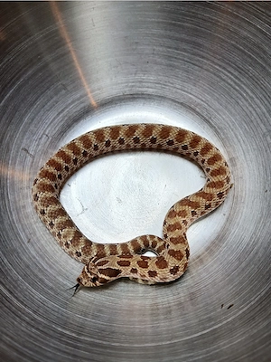 1.0 Purple Line Extreme Red Heterodon Nasicus Hakennasennatter 24