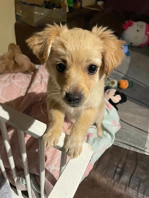 Mini Spitz Mischling 