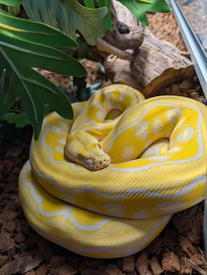 1.0 Python reticulatus, 5 Jahre, 2 m