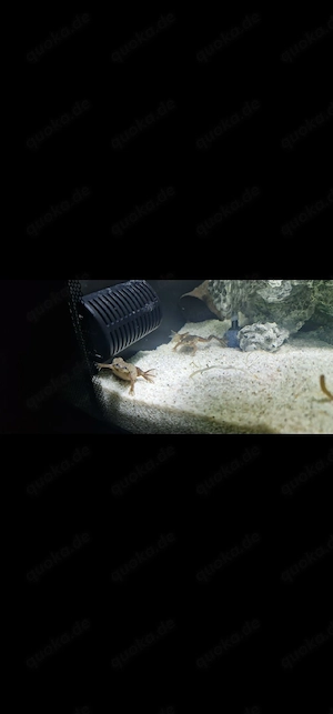 Zwergkrallenfrösche und mehr