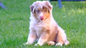 Wesensfeste Australian Shephardt Welpen (ASCA Papiere) suchen 5**** zu Hause - Reine Showlinien