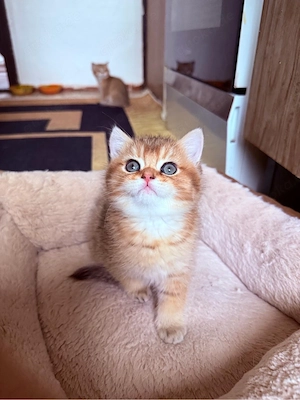 Golden britch kitten