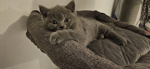 Super süsse BHK Kitten 