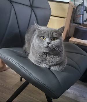 liebevolle Britisch kurzhaar katze (weiblich) sucht ein neues Zuhause 