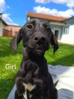 Kleine Ella sucht ein ruhigeres Zuhause - Deutschlandweite Vermittlung -