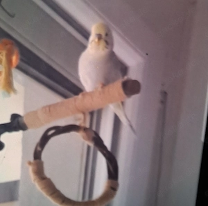 WELLENSITTICH Benni entflogen, Heisterstrasse 90441 Nürnberg 