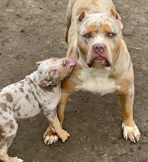 American Bully-Welpe Prinz