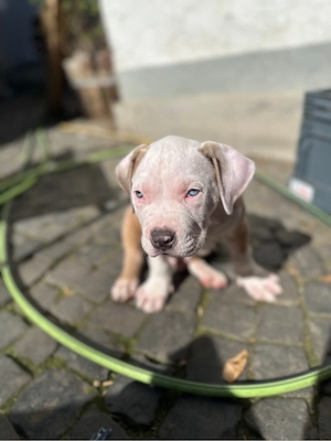 American Bully XL Welpe sucht liebevolles Zuhause
