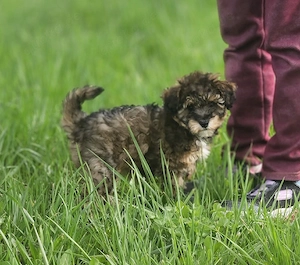 Maltipoo- Hündin  Bild 3