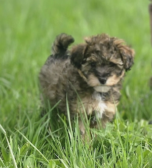 Maltipoo-welpen suchen ihre neue Familien 