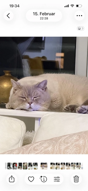 Deckkater bkh blue point