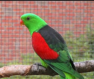 Suche Rotflügelsittich Hahn 