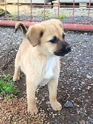 Kleine wilde Hummel Minnie sucht ihren Lebensplatz - Deutschlandweite Vermittlung -