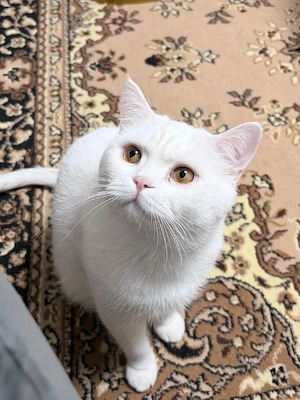 Türkisch Angora Kater 