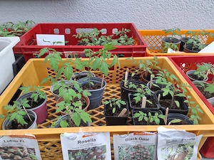 Tomatenpflanzen zu verkaufen. Viele bunte und besondere Sorten.